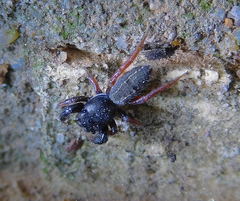 Metacyrba taeniola similis
