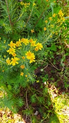 Euryops linifolius