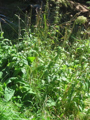 Cirsium heterophyllum