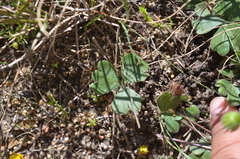Pelargonium ternifolium