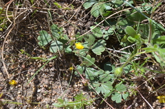 Pelargonium ternifolium