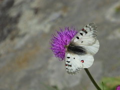 Parnassius phoebus
