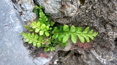 Asplenium marinum