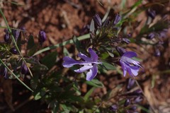 Rotheca hirsuta