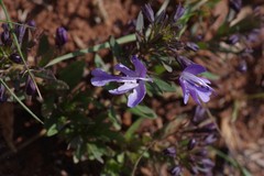 Rotheca hirsuta
