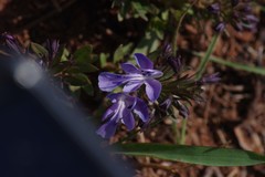Rotheca hirsuta