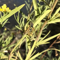 Spilomyia interrupta