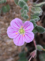 Erodium corsicum