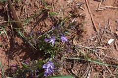 Rotheca hirsuta