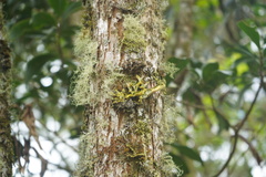 Crocodia