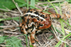 Anaxyrus americanus copei