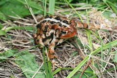 Anaxyrus americanus copei