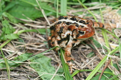 Anaxyrus americanus copei