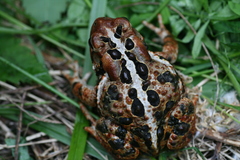 Anaxyrus americanus copei