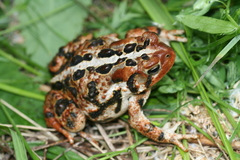 Anaxyrus americanus copei