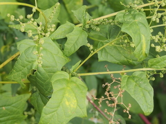 Chenopodiastrum hybridum