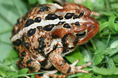 Anaxyrus americanus copei