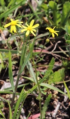 Senecio littoreus hispidulus