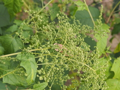 Chenopodiastrum hybridum