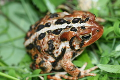 Anaxyrus americanus copei