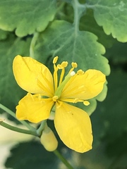 Chelidonium