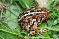 Anaxyrus americanus copei