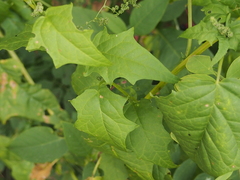 Chenopodiastrum hybridum