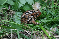 Anaxyrus americanus copei
