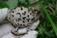 Anaxyrus americanus copei