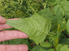 Chenopodiastrum hybridum