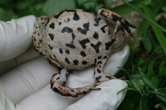 Anaxyrus americanus copei