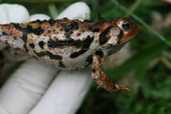 Anaxyrus americanus copei