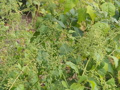 Chenopodiastrum hybridum