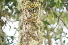 Crocodia