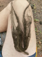 Bryoria pseudofuscescens