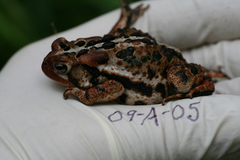 Anaxyrus americanus copei
