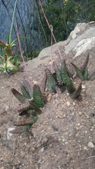 Gasteria