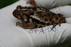 Anaxyrus americanus copei