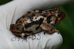Anaxyrus americanus copei