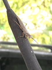 Mantoida
