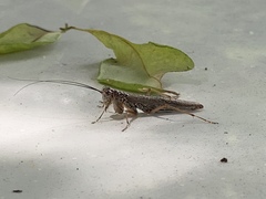 Mantoida