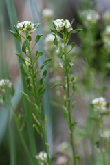 Draba glabella