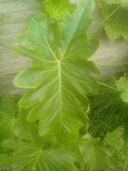 Thaumatophyllum undulatum