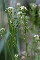 Draba glabella