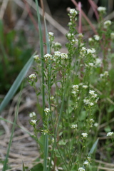 Draba glabella