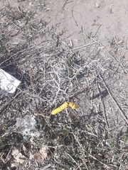 Prosopis strombulifera