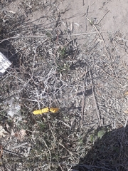 Prosopis strombulifera