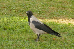 Corvus cornix