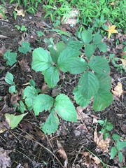 Rubus saxatilis