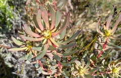 Leucadendron glaberrimum erubescens